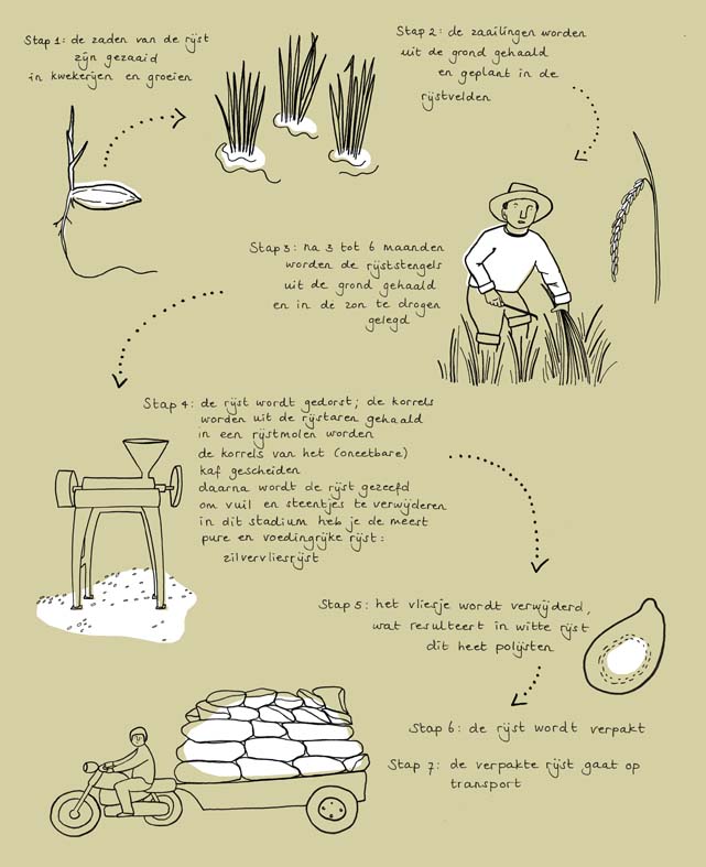 illustration infographic cashew rice groene garde sustainable cooking by ellen vesters illustrator graphic designer